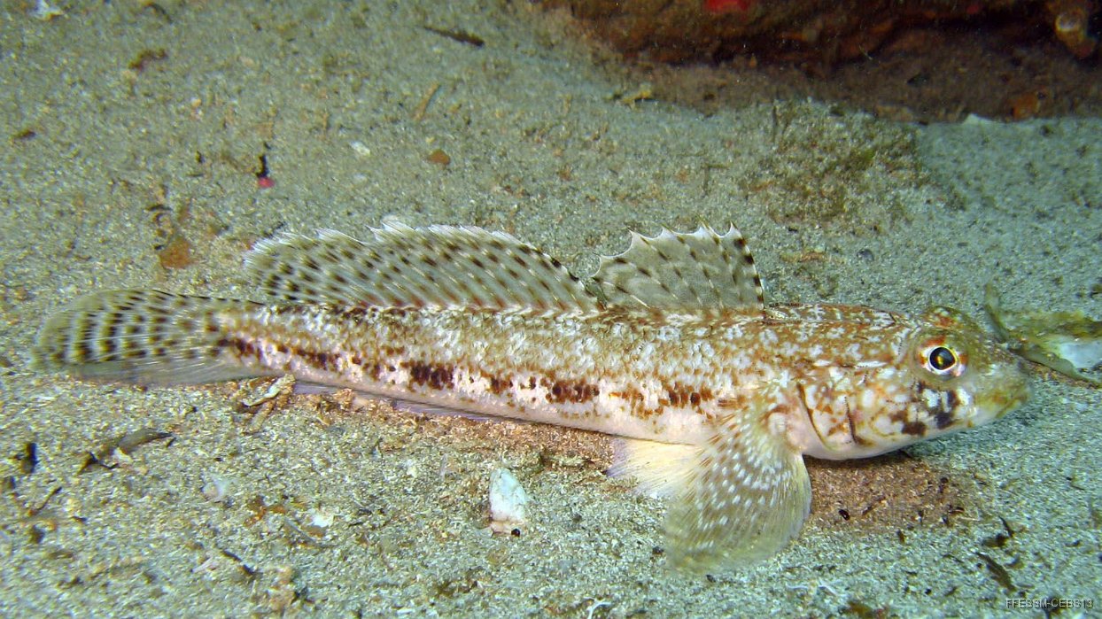 060 Gobie genipore (Gobius geniporus).JPG - Gobie génipore (Gobius geniporus) : Couleur sable, une ligne discontinue plus foncée sur les flancs